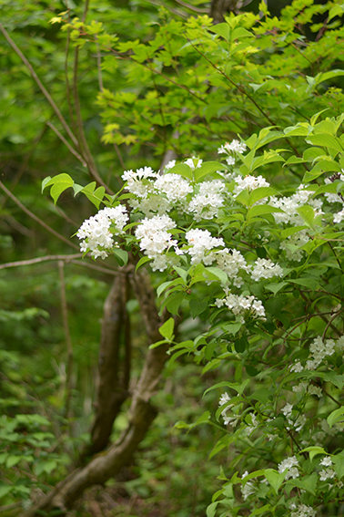 シロバナウツギ｜森林生態学研究室｜アントシアニン｜生物多様性｜シロバナタニウツギ｜光合成