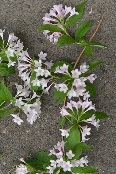 タニウツギ｜森林生態学研究室｜アントシアニン｜花色