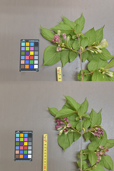ニシキウツギ｜森林生態学研究室｜アントシアニン｜花色｜変化