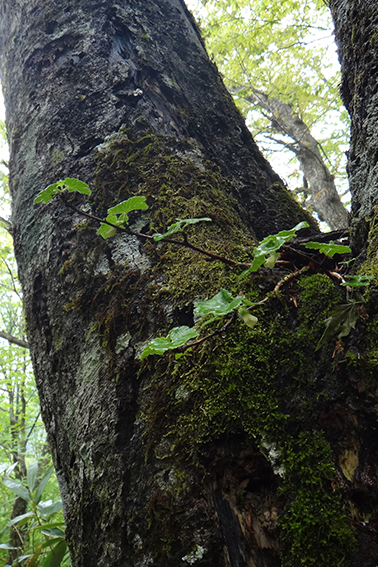 ヤシャビシャク｜森林生態学研究室｜加藤正吾｜絶滅危惧｜着生植物