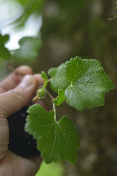 ヤシャビシャク｜森林生態学研究室｜加藤正吾｜絶滅危惧種｜環境省