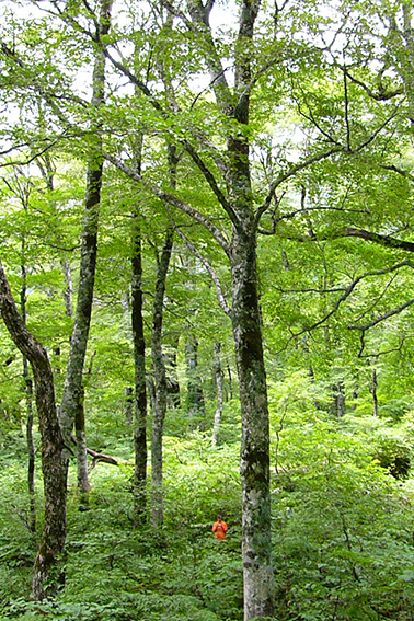 ヤシャビシャク｜森林生態学研究室｜ブナ林｜絶滅危惧種