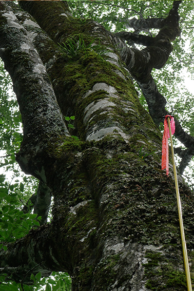 ヤシャビシャク｜森林生態学研究室｜着生植物｜絶滅危惧種
