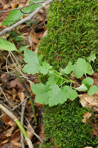 ヤシャビシャク｜森林生態学研究室｜加藤正吾｜絶滅危惧種｜レッドデータブック
