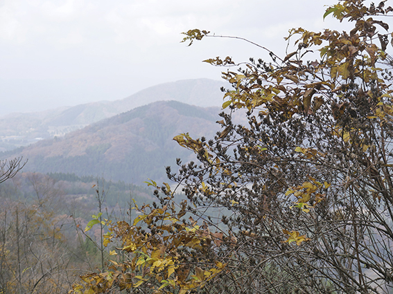 タニウツギの果実（森林生態学研究室）