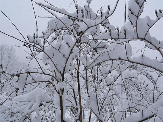 タニウツギ｜研究｜森林生態学｜研究室