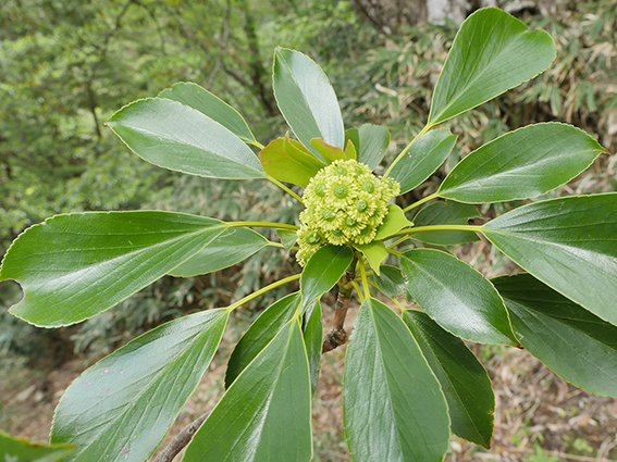 yamaguruma001.jpg