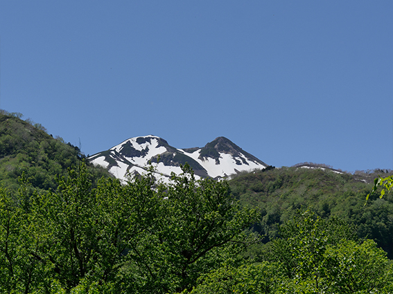 調査地の脇から望む春の白山（岐阜大学森林生態学研究室）