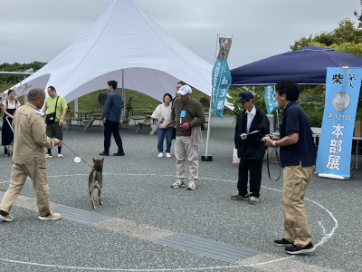 Shiba_0.JPG