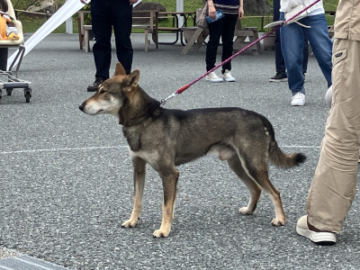 Shiba_1.JPG
