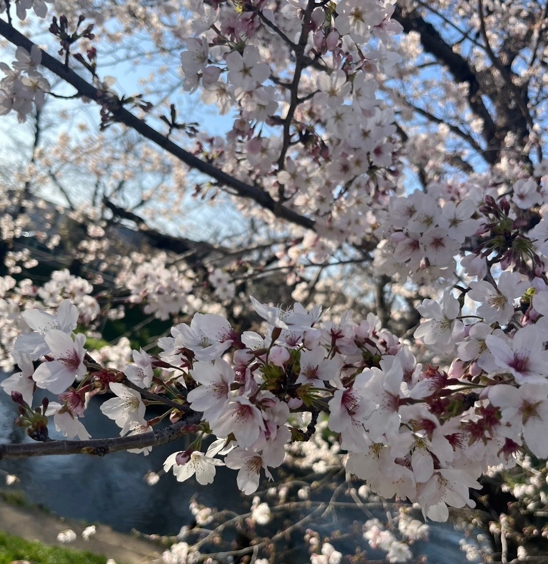 花見2.jpg