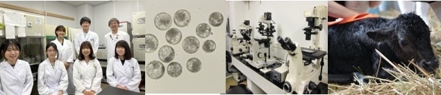 動物発生学研究室