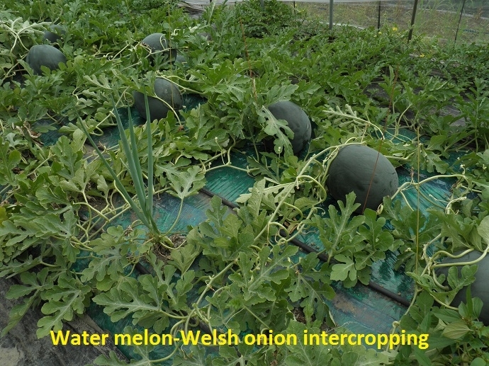 Intercropping.jpg