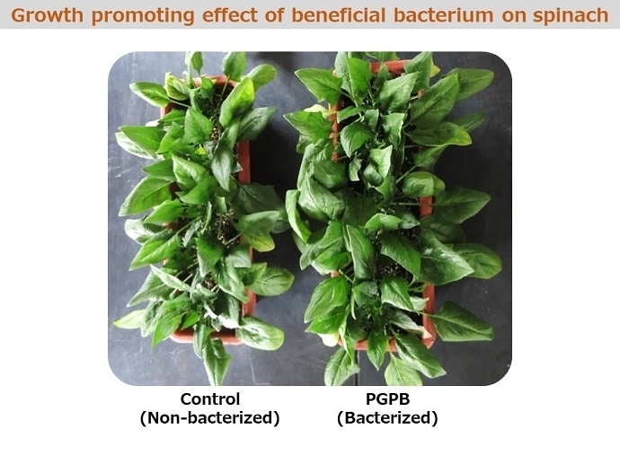 PGPB-treated spinach.jpg