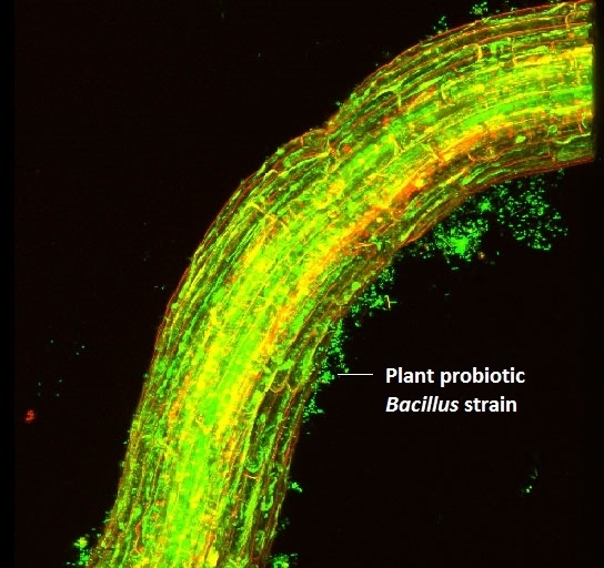 Root colonization of Bacillus.jpg