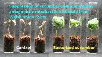 Seedling assay.jpg
