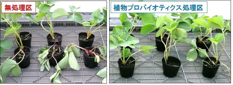 イチゴ炭そ病防除.jpg