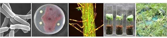 植物病理学研究室