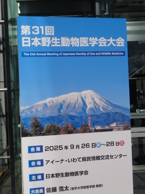 野生動物 高嶋.JPG