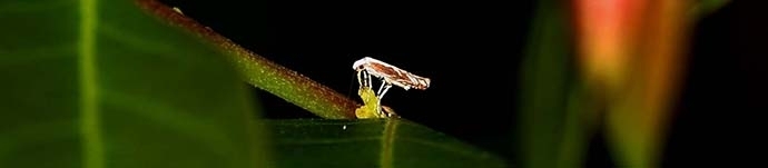 昆虫生態学研究室
