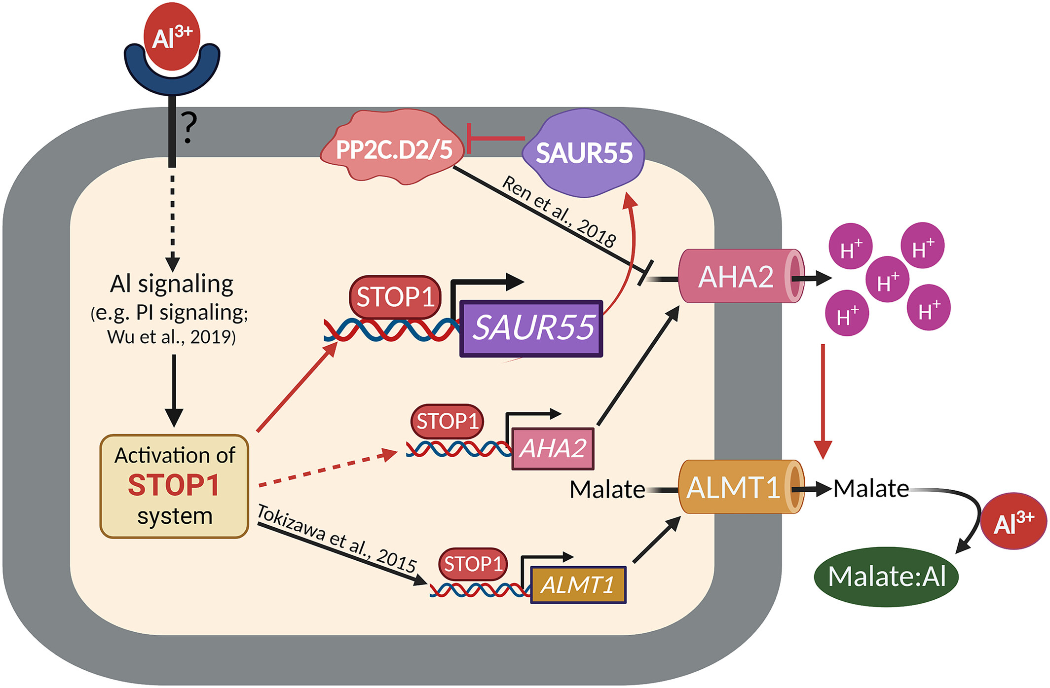 SURA55PlantDorect HP.jpg