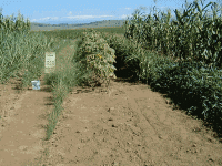 image_3-thumb-250x188-3669.gif
