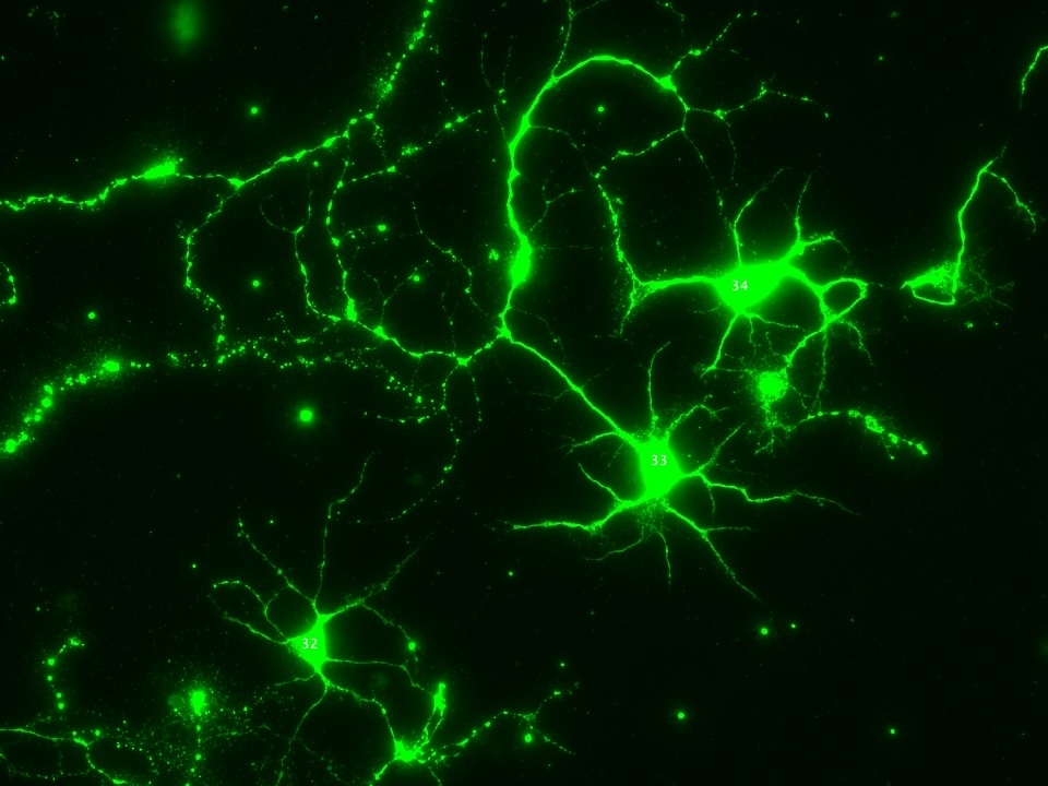 neuron.jpg
