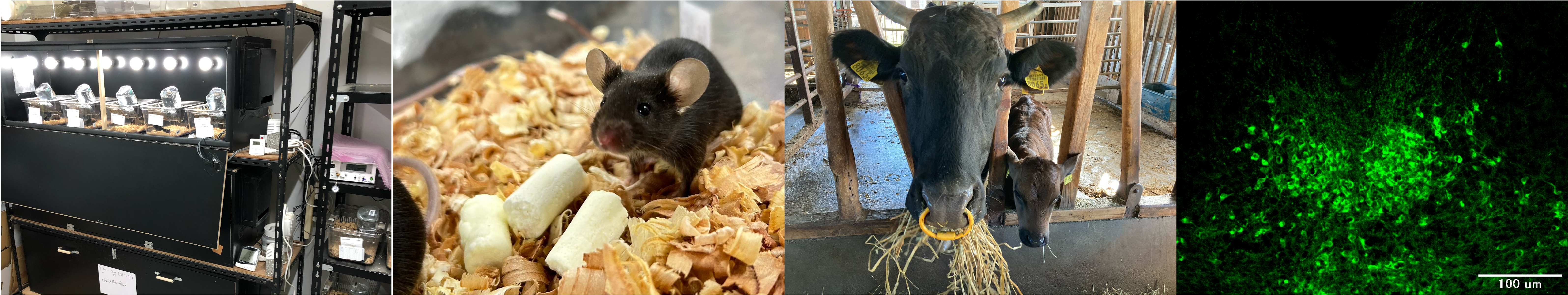 動物制御機構学研究室