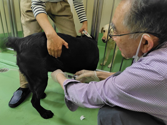 盲導犬採精.png