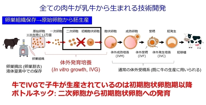 体外発育培養.jpg