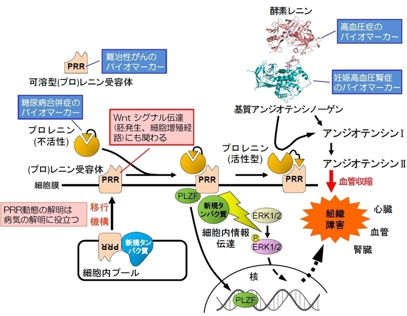 HP-research-outline-160406.jpg
