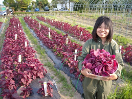 アマラン　小林.png