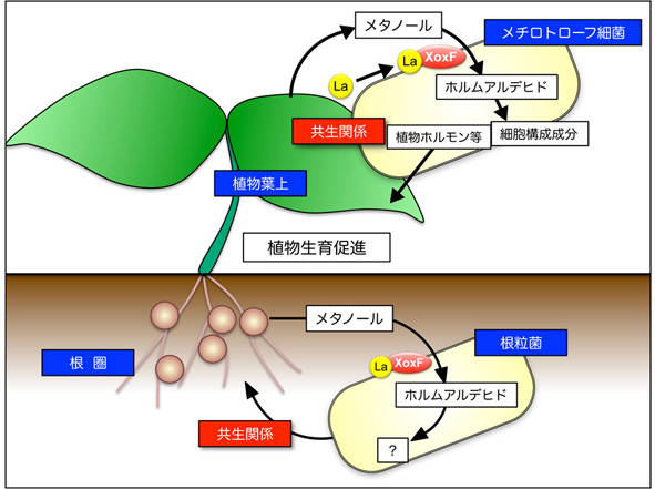 methylobacterium.jpg