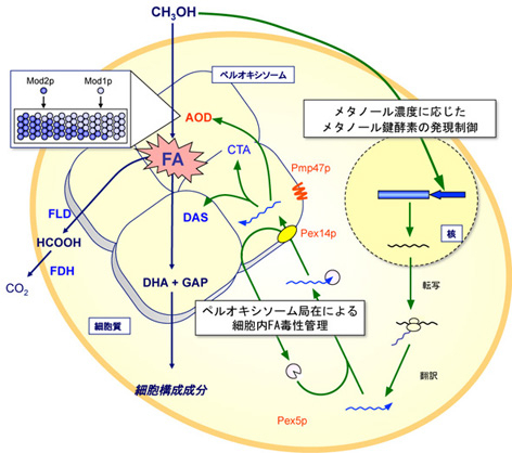 methylotrophic yeast.jpg