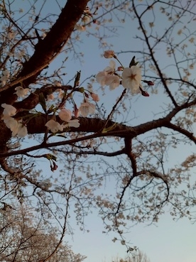 2025hanami2.JPEG