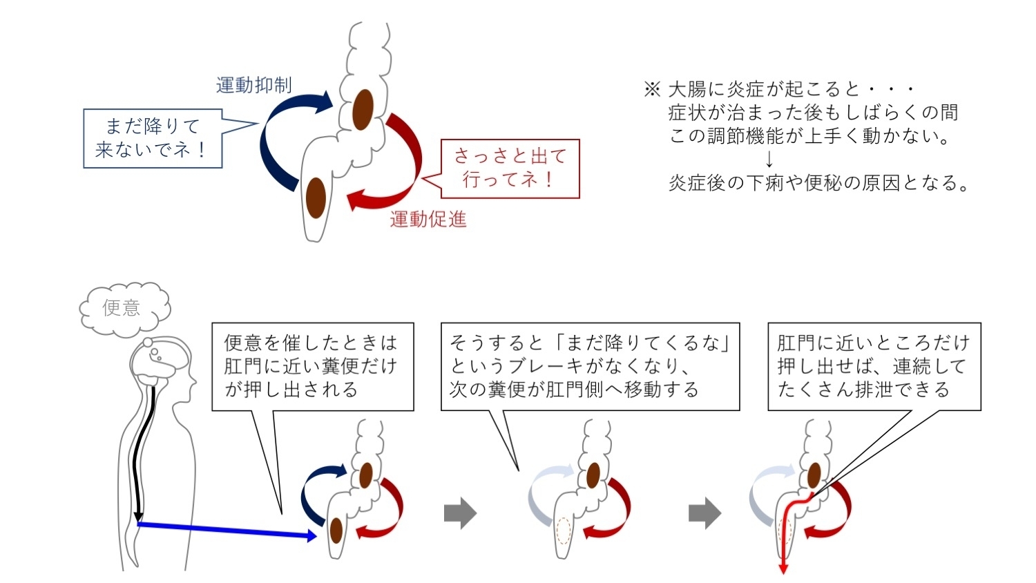 Physiol Rep.jpg