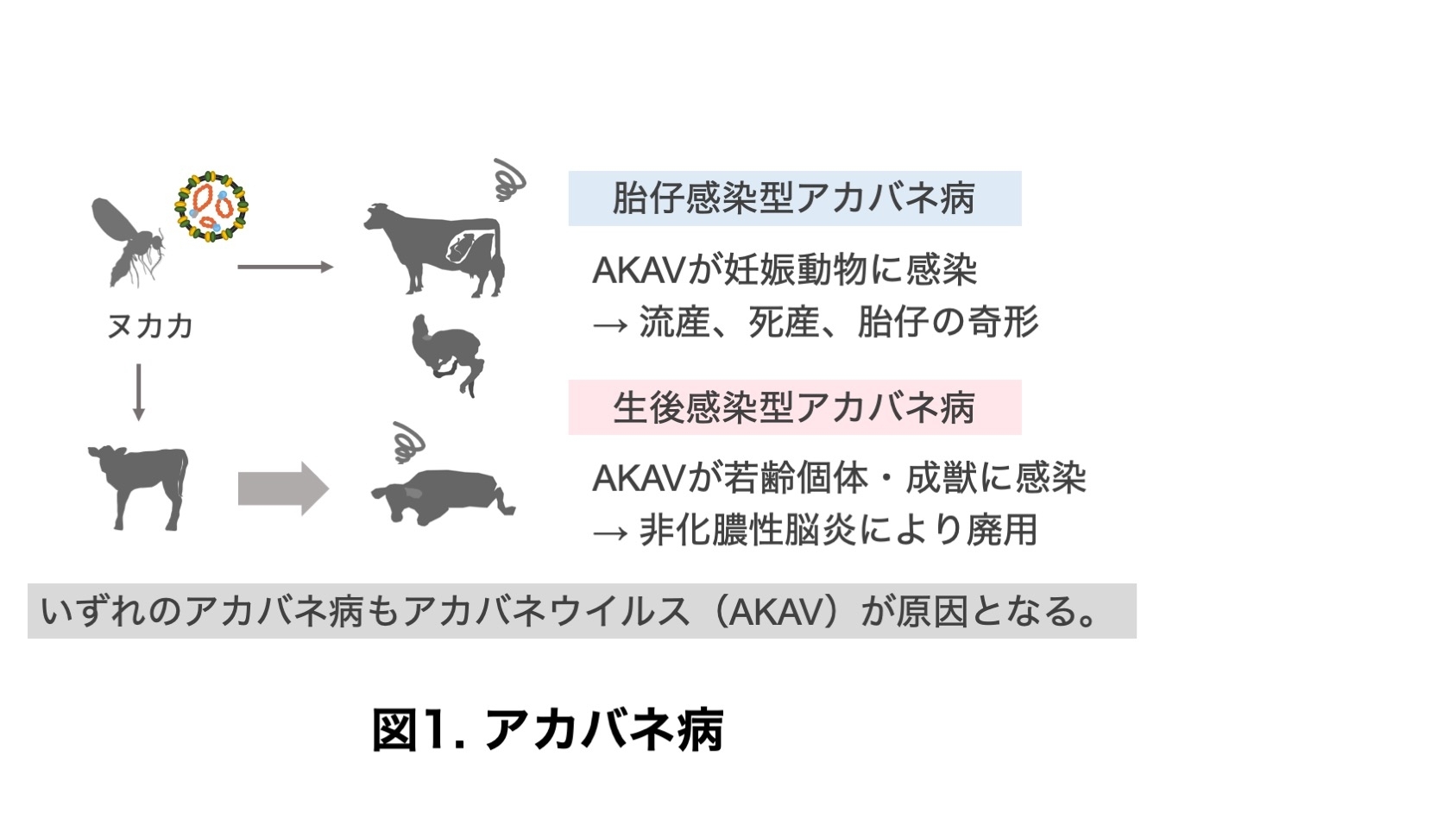 スライド1.jpeg