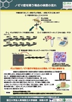 ノゼマ症を疑う場合の検査の流れ