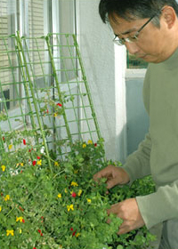 実験植物の様子を見ている小山教授