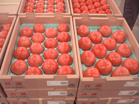研究対象の生鮮食料品のトマト