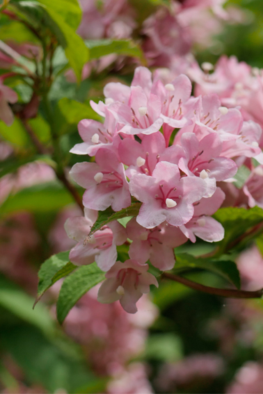 studysite_weigela_hortensis09.jpg