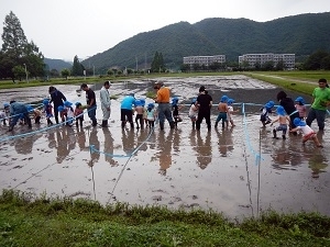 田植えの様子