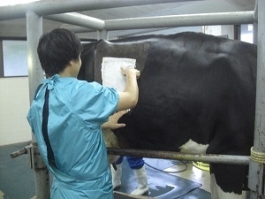 診療所内の手術室にて牛の第四胃変位の整復手術後の様子