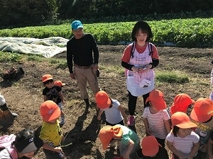 さつまいも掘りの様子