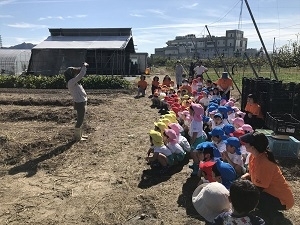 さつまいも掘りの様子