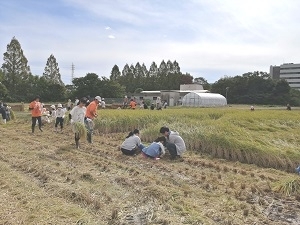 稲刈りの様子