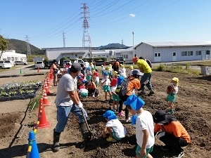 天使幼稚園サツマイモ掘りの様子