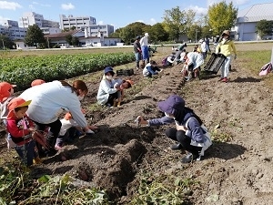 岐阜大学保育園ほほえみサツマイモ掘りの様子