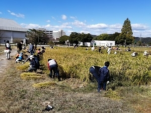 天使幼稚園園親子稲刈り体験の様子